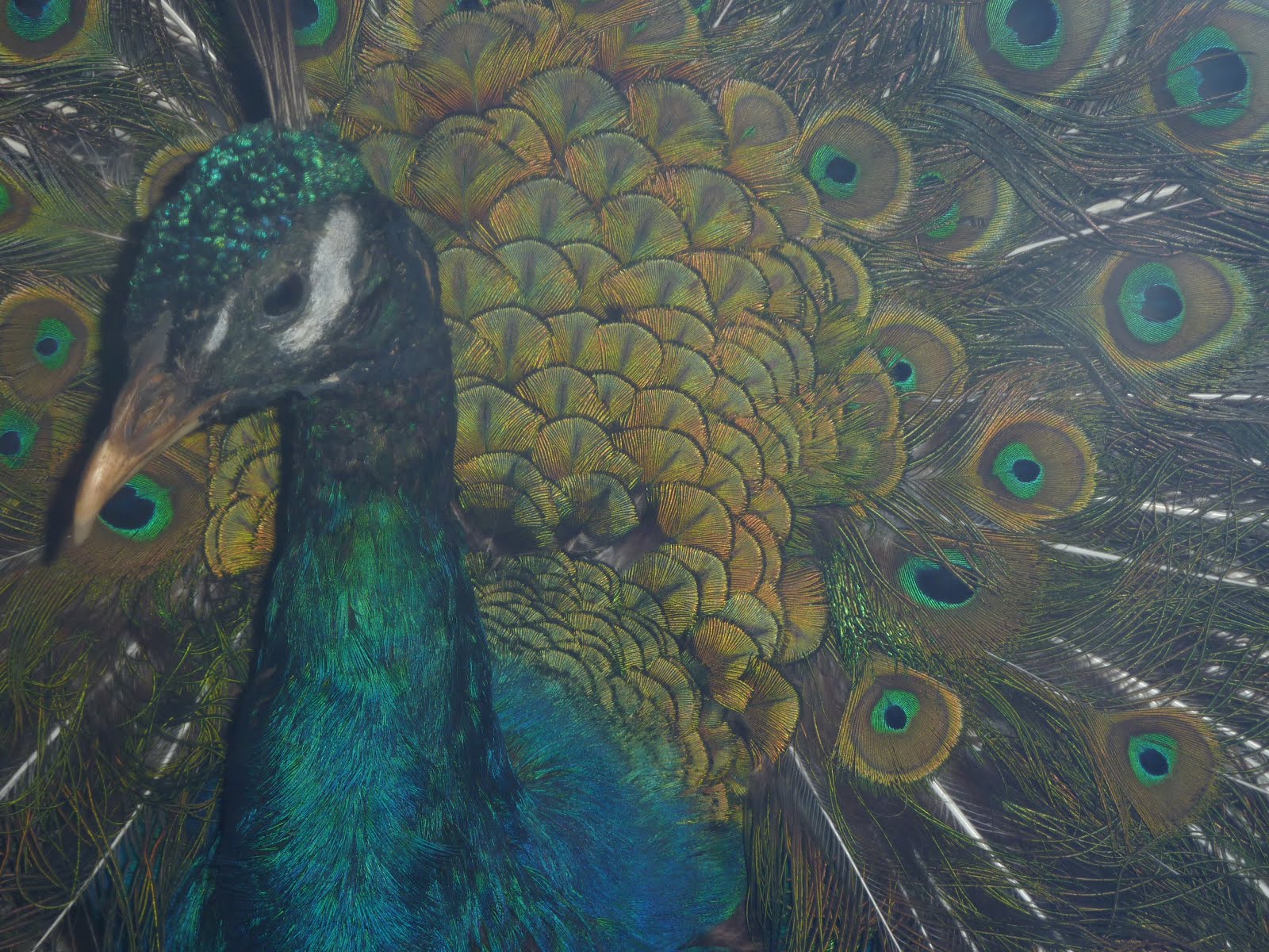 Feuillatre Peacock